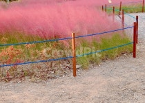 dirtroad, 흙길, 꽃길, 분홍, 꽃, 사진,이미지,일러스트,캘리그라피 - Nrkdtks3739작가 크라우드픽 - 저작권 걱정 없는 상업용 이미지