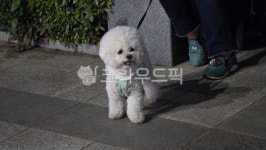 강아지, 산책, 밤, 자연, 동물, 사진,이미지,일러스트,캘리그라피 - 잘살아보자작가 크라우드픽 - 저작권 걱정 없는 상업용 이미지
