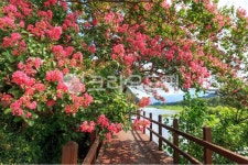 배롱나무, 백일홍, 고려동, 풍경, 자연, 사진,이미지,일러스트,캘리그라피 - 휴먼노트작가 크라우드픽 - 저작권 걱정 없는 상업용 이미지