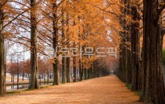 도로, 길, 나무, 가로수, 가로스길, 사진,이미지,일러스트,캘리그라피 - 서은작가 크라우드픽 - 저작권 걱정 없는 상업용 이미지