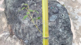 rock, 바위, 대나무, 황죽, 뱀부, 사진,이미지,일러스트,캘리그라피 - Ban Kim작가 크라우드픽 - 저작권 걱정 없는 상업용 이미지