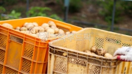 시골, 흙, 감자, 감자캐기, 감자밭, 사진,이미지,일러스트,캘리그라피 - 앨리작가 크라우드픽 - 저작권 걱정 없는 상업용 이미지