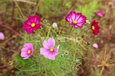 코스모스, 꽃, 꽃잎, 가을꽃, 가을, 사진,이미지,일러스트,캘리그라피 - 함께사는세상작가 크라우드픽 - 저작권 걱정 없는 상업용 이미지