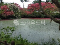 전라남도장흥, 장흥, 송백정배롱나무군락지, 억불산, 나무, 사진,이미지,일러스트,캘리그라피 - pswtravel작가 크라우드픽 - 저작권 걱정 없는... 