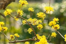 산수유, 약재, 봄꽃, 산수유꽃, 봄, 사진,이미지,일러스트,캘리그라피 - borina작가 크라우드픽 - 저작권 걱정 없는 상업용 이미지