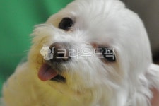이쁜강아지, 흰강아지, dog, 강아지, whitedog, 사진,이미지,일러스트,캘리그라피 - juhotop작가 크라우드픽 - 저작권 걱정 없는 상업용 이미지