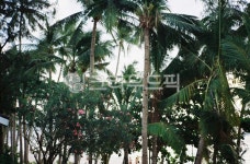 garden, 정원, outdoors, 옥외, 야자수, 사진,이미지,일러스트,캘리그라피 - OOHoliday작가 크라우드픽 - 저작권 걱정 없는 상업용 이미지