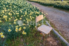 chair, 의자, 수선화, 꽃, 자연, 사진,이미지,일러스트,캘리그라피 - DENN작가 크라우드픽 - 저작권 걱정 없는 상업용 이미지