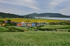 nature, 자연, plant, outdoors, 옥외, 사진,이미지,일러스트,캘리그라피 - 영산공작가 크라우드픽 - 저작권 걱정 없는 상업용 이미지