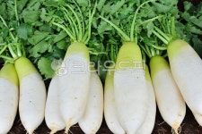 무우, 무, 김장채소, 녹색채소, 김장재료, 사진,이미지,일러스트,캘리그라피 - space작가 크라우드픽 - 저작권 걱정 없는 상업용 이미지