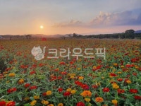 꽃, 하늘, 자연, 노을, 꽃밭, 사진,이미지,일러스트,캘리그라피 - love042작가 크라우드픽 - 저작권 걱정 없는 상업용 이미지