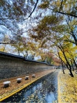 나무, tree, 낙엽, 덕수궁, 덕수궁돌담길, 사진,이미지,일러스트,캘리그라피 - 겨울의추억작가 크라우드픽 - 저작권 걱정 없는 상업용 이미지