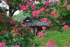 nature, 자연, 담양, 명옥헌, 명옥헌원림, 사진,이미지,일러스트,캘리그라피 - 영산공작가 크라우드픽 - 저작권 걱정 없는 상업용 이미지