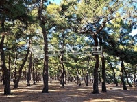 tree, 나무, 작은숲, nature, 자연, 사진,이미지,일러스트,캘리그라피 - nyoms작가 크라우드픽 - 저작권 걱정 없는 상업용 이미지