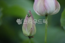 꽃, 연꽃, 꽃봉우리, 개구리, 분홍연꽃, 사진,이미지,일러스트,캘리그라피 - kamgaman작가 크라우드픽 - 저작권 걱정 없는 상업용 이미지