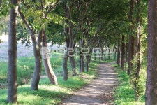 나무, 숲길, 산책, 산책로, walkload, 사진,이미지,일러스트,캘리그라피 - Lively_Kim작가 크라우드픽 - 저작권 걱정 없는 상업용 이미지