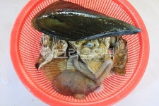 해산물, 조개, 낙지, 굴, 바구니, 사진,이미지,일러스트,캘리그라피 - fresh air작가 크라우드픽 - 저작권 걱정 없는 상업용 이미지