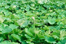 여름, 연밭, 연잎, 연꽃, 재배지, 사진,이미지,일러스트,캘리그라피 - Ngowjd770703작가 크라우드픽 - 저작권 걱정 없는 상업용 이미지