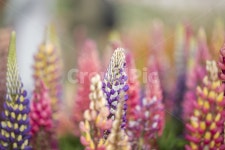 루피너스, 루핀, 꽃, lupine, lupinus, 사진,이미지,일러스트,캘리그라피 - Microbulls작가 크라우드픽 - 저작권 걱정 없는 상업용 이미지