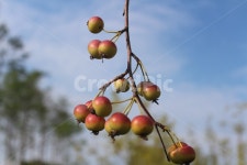 빨간색, 빨간사과, 작은열매, red, 가을, 사진,이미지,일러스트,캘리그라피 - chaly작가 크라우드픽 - 저작권 걱정 없는 상업용 이미지