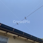 새, 제비, 제비집, 하늘, 집, 사진,이미지,일러스트,캘리그라피 - 유잉작가 크라우드픽 - 저작권 걱정 없는 상업용 이미지