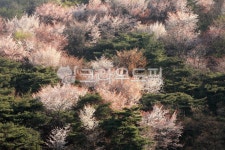 봄, 완산칠봉, 전주, 산, 숲, 사진,이미지,일러스트,캘리그라피 - irum작가 크라우드픽 - 저작권 걱정 없는 상업용 이미지