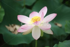 연, 연꽃, 꽃, 수생식물, lotus, 사진,이미지,일러스트,캘리그라피 - 산사람작가 크라우드픽 - 저작권 걱정 없는 상업용 이미지