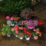 마당, 꽃, flower, 식물, 화초, 사진,이미지,일러스트,캘리그라피 - 숑이네작가 크라우드픽 - 저작권 걱정 없는 상업용 이미지