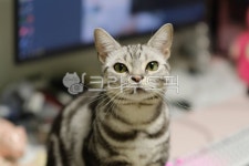 고양이, 아메숏, 아메리칸숏헤어, 집고양이, cat, 사진,이미지,일러스트,캘리그라피 - kimjin4496작가 크라우드픽 - 저작권 걱정 없는 상업용...