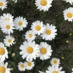 들국화, 봄, 나들이, 하얀꽃, 들꽃, 사진,이미지,일러스트,캘리그라피 - 빛나는큰집작가 크라우드픽 - 저작권 걱정 없는 상업용 이미지