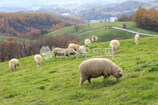 대관령, 양떼목장, 양, grassland, nature, 사진,이미지,일러스트,캘리그라피 - 대송작가 크라우드픽 - 저작권 걱정 없는 상업용 이미지