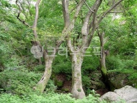 treetrunk, 나무줄기, 삼림지, 자연, 연리지, 사진,이미지,일러스트,캘리그라피 - H브라운아이즈작가 크라우드픽 - 저작권 걱정 없는 상업용... 