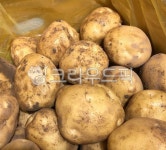 potato, 감자, food, 음식, vegetable, 사진,이미지,일러스트,캘리그라피 - Koopa작가 크라우드픽 - 저작권 걱정 없는 상업용 이미지