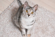고양이, 반려동물, 냥이, 냥, 유기묘, 사진,이미지,일러스트,캘리그라피 - 양작가작가 크라우드픽 - 저작권 걱정 없는 상업용 이미지