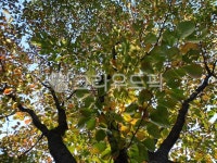 공원, 원신근린공원, 나무, tree, 나무줄기, 사진,이미지,일러스트,캘리그라피 - 엔엔디작가 크라우드픽 - 저작권 걱정 없는 상업용 이미지