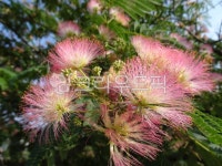 자귀나무, silktree, 합환목, 자귀나무꽃, 꽃, 사진,이미지,일러스트,캘리그라피 - 꽃향기 따라작가 크라우드픽 - 저작권 걱정 없는 상업용 이미지