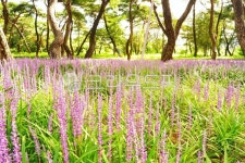 경주, 황성공원, 맥문동, 경주황성공원, 소나무, 사진,이미지,일러스트,캘리그라피 - 율림작가 크라우드픽 - 저작권 걱정 없는 상업용 이미지