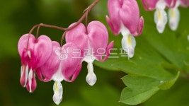 꽃, flower, 꽃봉오리, 식물, 자연, 사진,이미지,일러스트,캘리그라피 - Nassayero작가 크라우드픽 - 저작권 걱정 없는 상업용 이미지