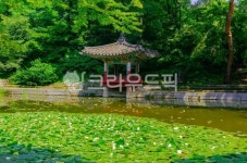 창덕궁, 아름다운, 여름, 자연, nature, 사진,이미지,일러스트,캘리그라피 - 21mikso작가 크라우드픽 - 저작권 걱정 없는 상업용 이미지