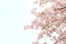 식물, flower, 꽃, blossom, 봄, 사진,이미지,일러스트,캘리그라피 - borina작가 크라우드픽 - 저작권 걱정 없는 상업용 이미지