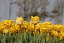 flower, 꽃, tulip, 튤립, 색, 사진,이미지,일러스트,캘리그라피 - bya66작가 크라우드픽 - 저작권 걱정 없는 상업용 이미지