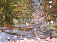 깨끗한물, 가을, 피레미, 잎, leaf, 사진,이미지,일러스트,캘리그라피 - Nsmilejkm작가 크라우드픽 - 저작권 걱정 없는 상업용 이미지