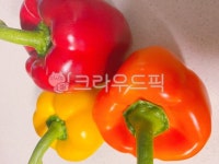 피망, bellpepper, pepper, 음식, vegetable, 사진,이미지,일러스트,캘리그라피 - june700322작가 크라우드픽 - 저작권 걱정 없는 상업용... 