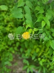 꽃, 잎, leaf, flower, 자연, 사진,이미지,일러스트,캘리그라피 - mmong79작가 크라우드픽 - 저작권 걱정 없는 상업용 이미지