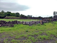 농로, 솔숲, 제주, 올레19코스, 올레길, 사진,이미지,일러스트,캘리그라피 - Deep bLUE작가 크라우드픽 - 저작권 걱정 없는 상업용 이미지