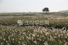 들, 목장, 자연, 수섬, 습지, 사진,이미지,일러스트,캘리그라피 - 제이티에스작가 크라우드픽 - 저작권 걱정 없는 상업용 이미지