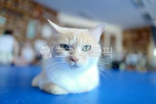 집고양이, 집냥이, 고양이, cat, 반려동물, 사진,이미지,일러스트,캘리그라피 - 돌하르냥작가 크라우드픽 - 저작권 걱정 없는 상업용 이미지