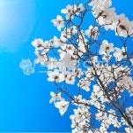 flower, 꽃, 목련힐링, 목련, 새하얀목련, 사진,이미지,일러스트,캘리그라피 - truth0701작가 크라우드픽 - 저작권 걱정 없는 상업용 이미지