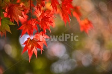 가을, 가을배경, 가을분위기, 가을풍경, 가을감성, 사진,이미지,일러스트,캘리그라피 - space작가 크라우드픽 - 저작권 걱정 없는 상업용 이미지