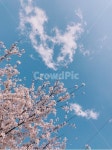 벚꽃, 하늘, 봄, 풍경, 배경, 사진,이미지,일러스트,캘리그라피 - picazu작가 크라우드픽 - 저작권 걱정 없는 상업용 이미지